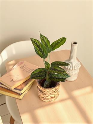 Calathea Beauty Star - Dua Çiçeği