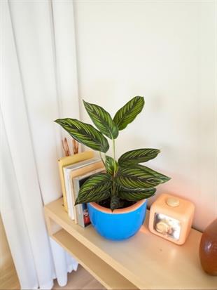Calathea Beauty Star - Dua Çiçeği