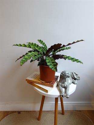 Calathea Lancifolia - Dua Çiçeği