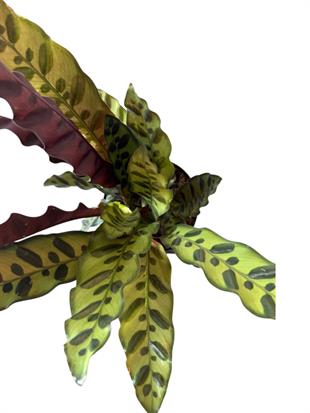 Calathea Lancifolia - Dua Çiçeği