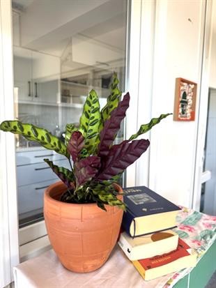 Calathea Lancifolia - Dua Çiçeği