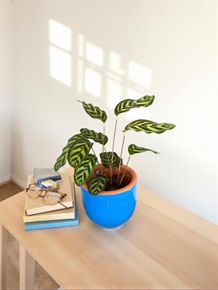Calathea Makoyana - Dua Çiçeği 40-50 cm