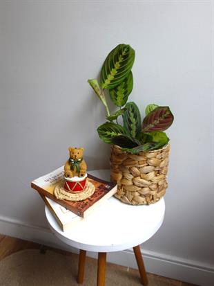Calathea Marantha Dua Çiçeği Maranta