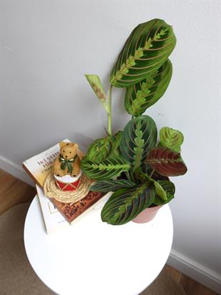 Calathea Marantha Dua Çiçeği Maranta