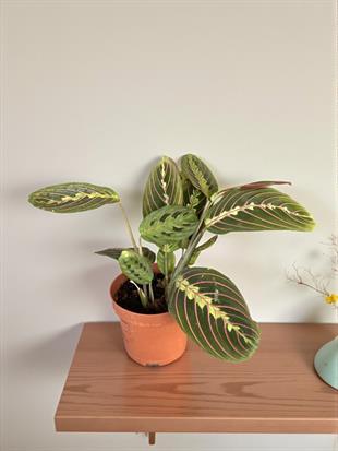 Calathea Marantha Dua Çiçeği Maranta