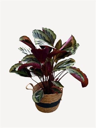 Calathea Medallion (Dua Çiçeği) 60-70 cm
