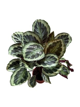 Calathea Medallion (Dua Çiçeği) 60-70 cm