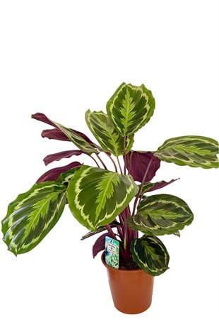 Calathea Medallion (Dua Çiçeği) 90-100 cm