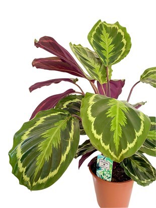 Calathea Medallion (Dua Çiçeği) 90-100 cm