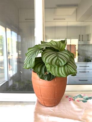 Calathea Orbifolia-Dua Çiçeği