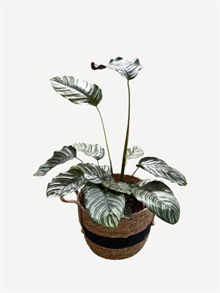Calathea Ornata Sanderiana (Dua Çiçeği) 60-70 cm 