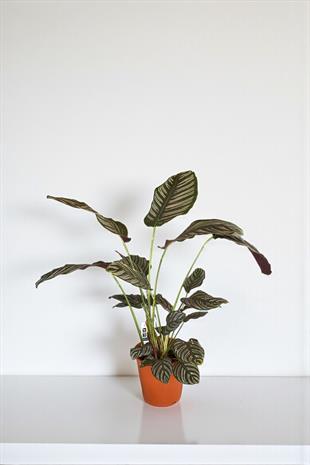 Calathea Ornata Sanderiana (Dua Çiçeği) 60-70 cm 