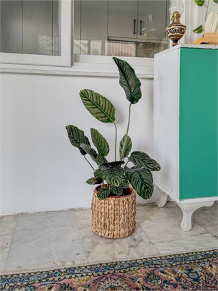 Calathea Ornata Sanderiana (Dua Çiçeği) 60-70 cm 