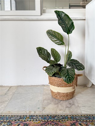 Calathea Ornata Sanderiana (Dua Çiçeği) 60-70 cm 