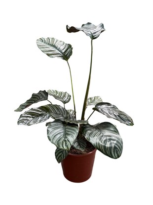 Calathea Ornata Sanderiana (Dua Çiçeği) 60-70 cm 