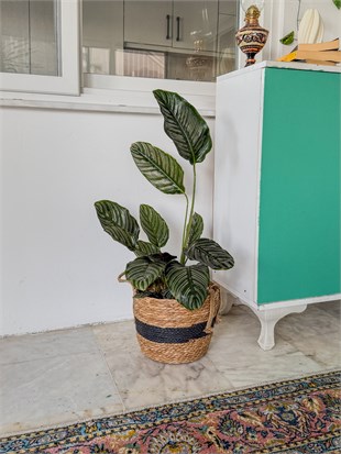 Calathea Ornata Sanderiana (Dua Çiçeği) 60-70 cm 
