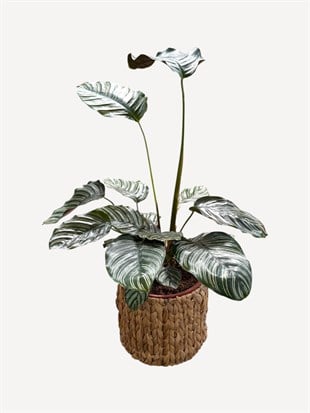 Calathea Ornata Sanderiana (Dua Çiçeği) 60-70 cm 