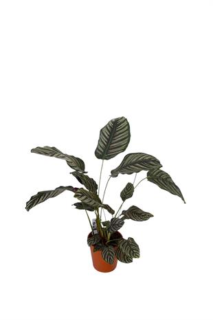 Calathea Ornata Sanderiana (Dua Çiçeği) 60-70 cm 