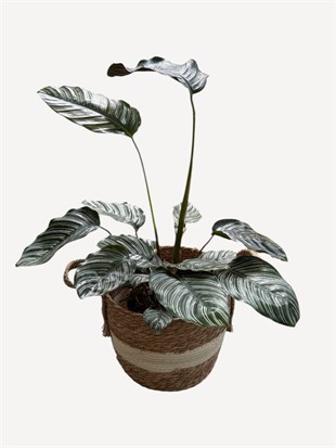 Calathea Ornata Sanderiana (Dua Çiçeği) 60-70 cm 