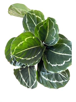 Calathea Roseopicta Medallion Dua Çiçeği