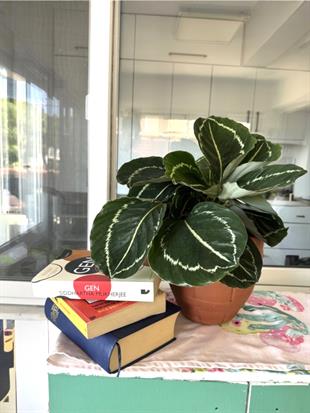 Calathea Roseopicta Medallion Dua Çiçeği