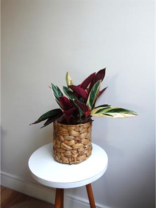 Calathea Triostar (Dua Çiçeği) – Ebruli Pembe Yapraklı Özel Tür