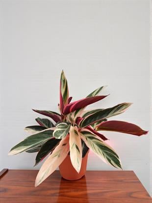 Calathea Triostar (Dua Çiçeği) – Ebruli Pembe Yapraklı Özel Tür