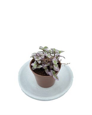 Callisia Repens Pink Lady