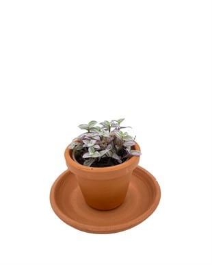 Callisia Repens Pink Lady