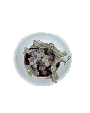 Callisia Repens Pink Lady