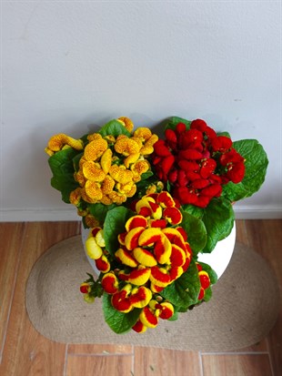 Çanta Çiçeği - Hanım Çiçeği (Calceolaria) 3lü Avantaj Seti 👛
