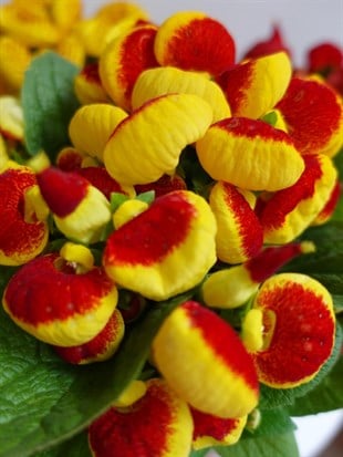Çanta Çiçeği - Hanım Çiçeği (Calceolaria) 3lü Avantaj Seti 👛