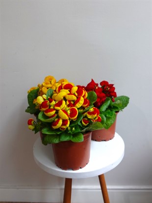 Çanta Çiçeği - Hanım Çiçeği (Calceolaria) 3lü Avantaj Seti 👛