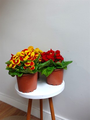 Çanta Çiçeği - Hanım Çiçeği (Calceolaria) 3lü Avantaj Seti 👛