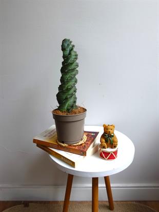 Cereus Jamacuru Spiral Dönen Kaktus