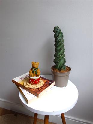 Cereus Jamacuru Spiral Dönen Kaktus