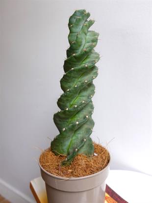 Cereus Jamacuru Spiral Dönen Kaktus