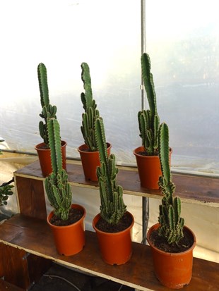 Cereus Peruvianus Radyasyon Kaktus XL