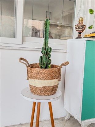 Cereus Peruvianus Radyasyon Kaktus XL