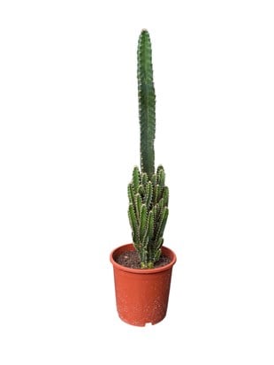 Cereus Peruvianus Radyasyon Kaktus XL