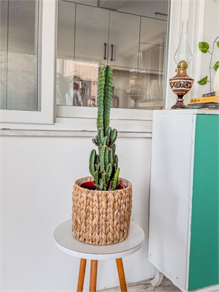 Cereus Peruvianus Radyasyon Kaktus XL