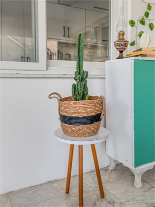 Cereus Peruvianus Radyasyon Kaktus XL