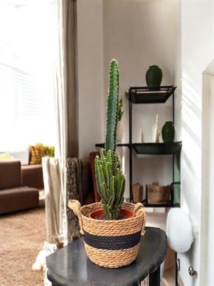 Cereus Peruvianus Radyasyon Kaktus XL