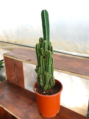 Cereus Peruvianus Radyasyon Kaktus XL
