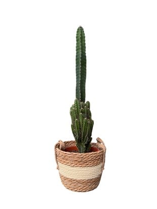 Cereus Peruvianus Radyasyon Kaktus XL