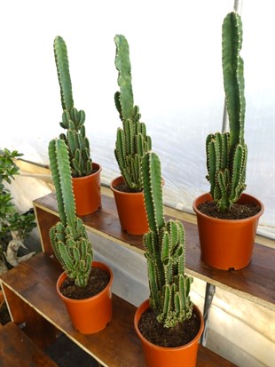 Cereus Peruvianus Radyasyon Kaktus XL