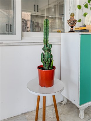 Cereus Peruvianus Radyasyon Kaktus XL