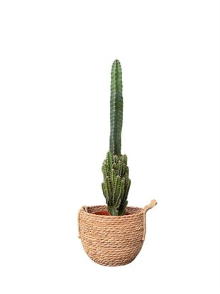 Cereus Peruvianus Radyasyon Kaktus XL