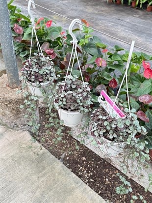Ceropegia Woodii (Kalp Kalbe Karşı) – Aşkı Yansıtan Zarif Sarmallar 💖