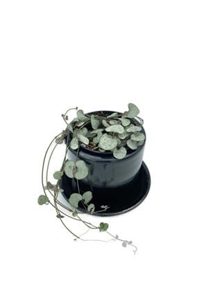 Ceropegia Woodii (Kalp Kalbe Karşı)